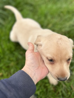 Labrador Retriever Online Ad