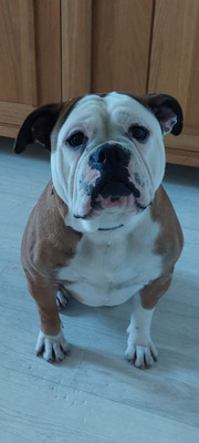 Alapaha Blue Blood Bulldog For Sale in Great Britain