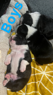 Boston Terrier For Sale in the UK