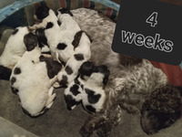 Springer spaniel puppies looking for their forever homes