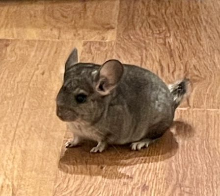 Chinchillas for Rehoming