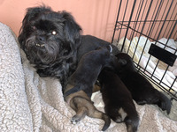 Affenpinscher For Sale in the UK