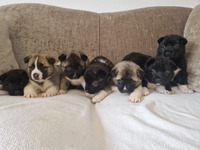 Beautiful chunky akita puppies for sale