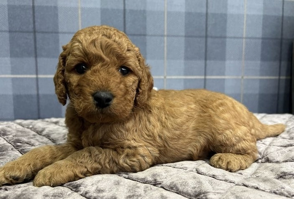 Labradoodle Dogs Breed