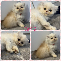 Pedigree Persian Kittens for Sale