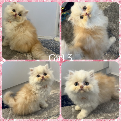  pedigree kittens and cats 😻 Sale from Ukraine