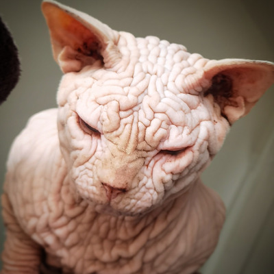 Sphynx For Stud in the UK