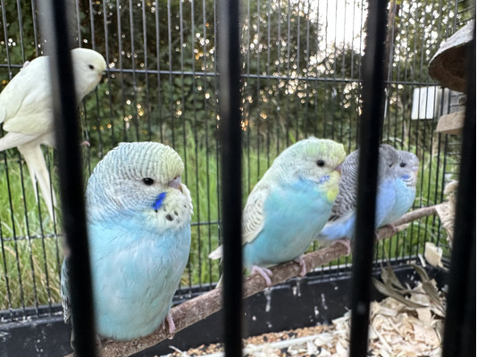 Available Budgies