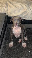2 female American bully pups for sale