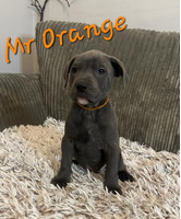 Almost Ready To Go Gorgeous Blue Staffordshire Bull Terrier Puppies
