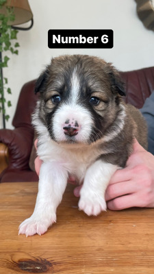 Border Collie Mix Puppies For Sale