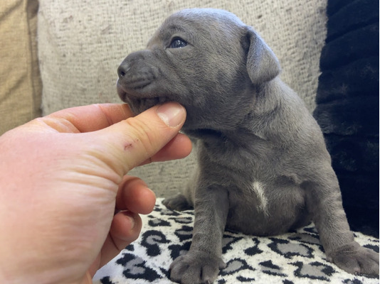 KC Blue & Brindle Staffordshire Bull Terrier Puppies (Staffy Pups) | UKPets