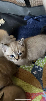 Lynx ragdoll kittens for sale | UKPets