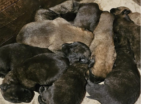 Dutch Shepherd Dogs and Puppies For Sale in the UK