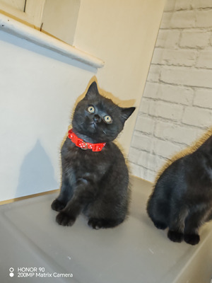 Black smoke british shorthair kittens clearance for sale