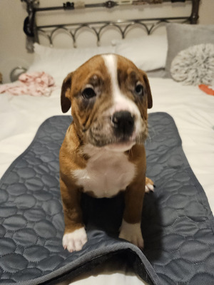 Dorset Olde Tyme Bulldogge Dogs and Puppies For Sale in the UK