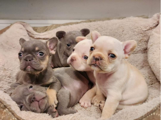 Available French Bulldogs