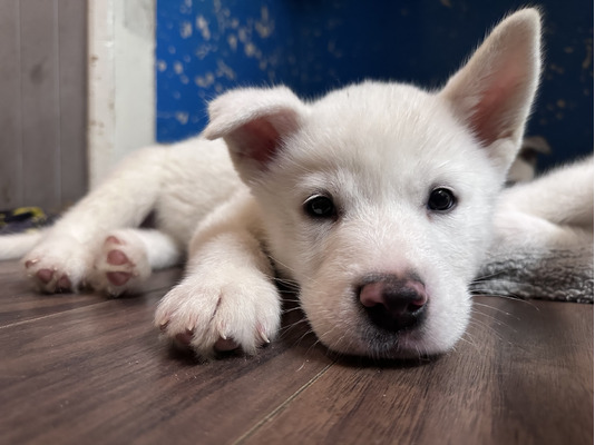 American Akita puppy’s ready for new homes | UKPets