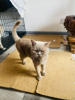 British Shorthair Lilac CAT for Rehoming