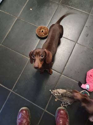 Dachshunds For Sale