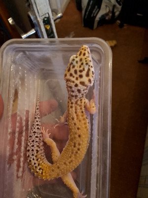 Gecko For Sale
