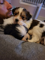 Lhasa Apso For Sale in Lodon
