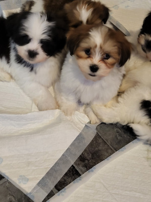 Lhasa Apso For Sale in Lodon