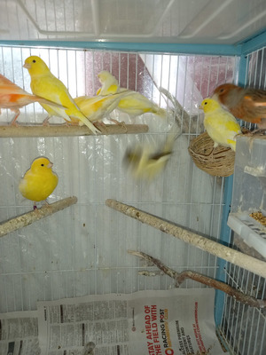 Canary For Sale in Great Britain