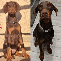Choc/Tan Female and Male looking for their forever homes.
