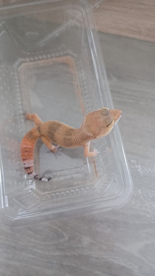 Leopard Geckos for Rehoming