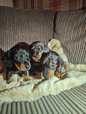 Miniature Dachshund For Sale in Lodon