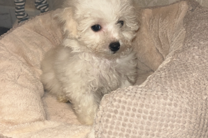 5 gorgeous Maltipoo puppies for sale