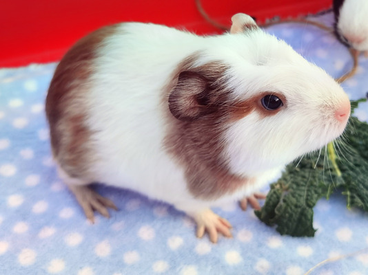 Guinea Pig For Sale in the UK