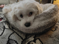 Maltipoo for Rehoming
