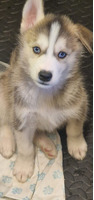 Siberian husky male puppy for sale