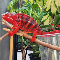 We breed and sell a wide variety of Chameleons, including Panther Chameleon, Veiled Chameleon
