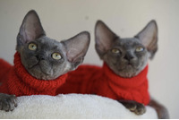 2 male Devon Rex kittens for sale