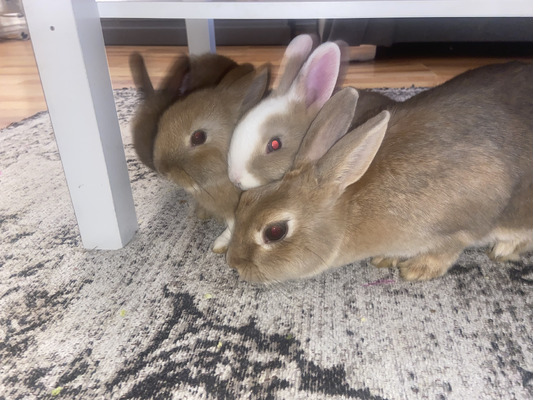 3 baby rabbits | UKPets