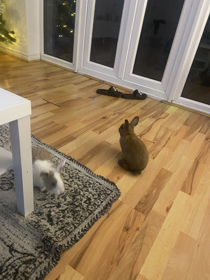 3 baby rabbits | UKPets