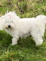 The breeder says its pure poodle (Coton de tulear breed) but I highly doubt  it due to its rarity. Can anyone please help me identify it? : r/IDmydog