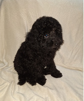 5 toy poodle puppies for sale