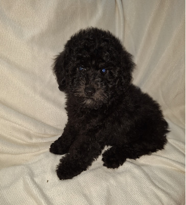 Toy Poodle Online Listings