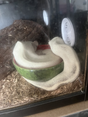 Python Snakes