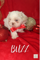 Xxs imperial shih tzu puppies for sale