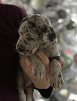 Great Danes for Rehoming