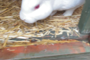 Male rabbit 12 months old