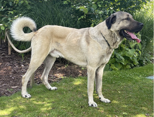 Turkish Kangal Dog Breed | UKPets