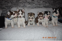 7 Siberian husky puppies for sale