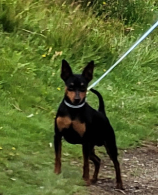 Miniature Pinscher For Stud in the UK