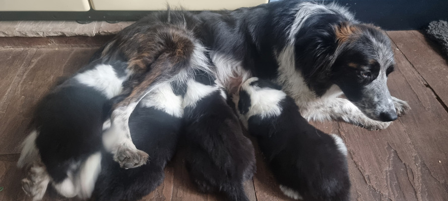 Border Collie for Rehoming